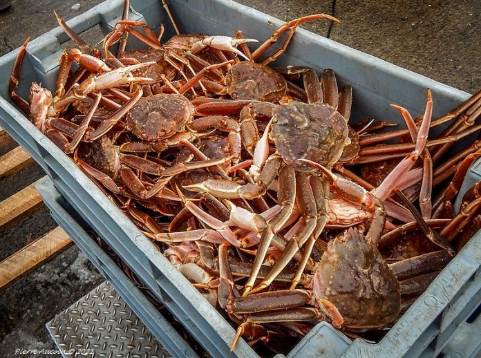 Crabe_Des_Nieges_Rimouski